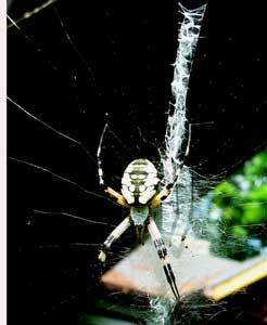 Photo of a spider on its web.  (c)2004 by Richard Loller.