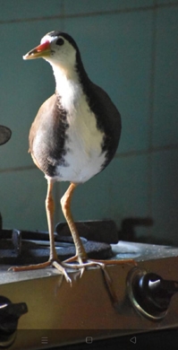 The waterfowl in the kitchen. Photo by the author.