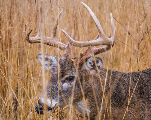 Oh, Deer!