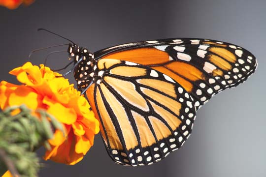 Photo by <a href="https://unsplash.com/@kathysg?utm_content=creditCopyText&utm_medium=referral&utm_source=unsplash">Kathy Servian</a> on <a href="https://unsplash.com/photos/selective-focus-photography-of-butterfly-on-flower-EwsYJqS0D2E?utm_content=creditCopyText&utm_medium=referral&utm_source=unsplash">Unsplash</a>