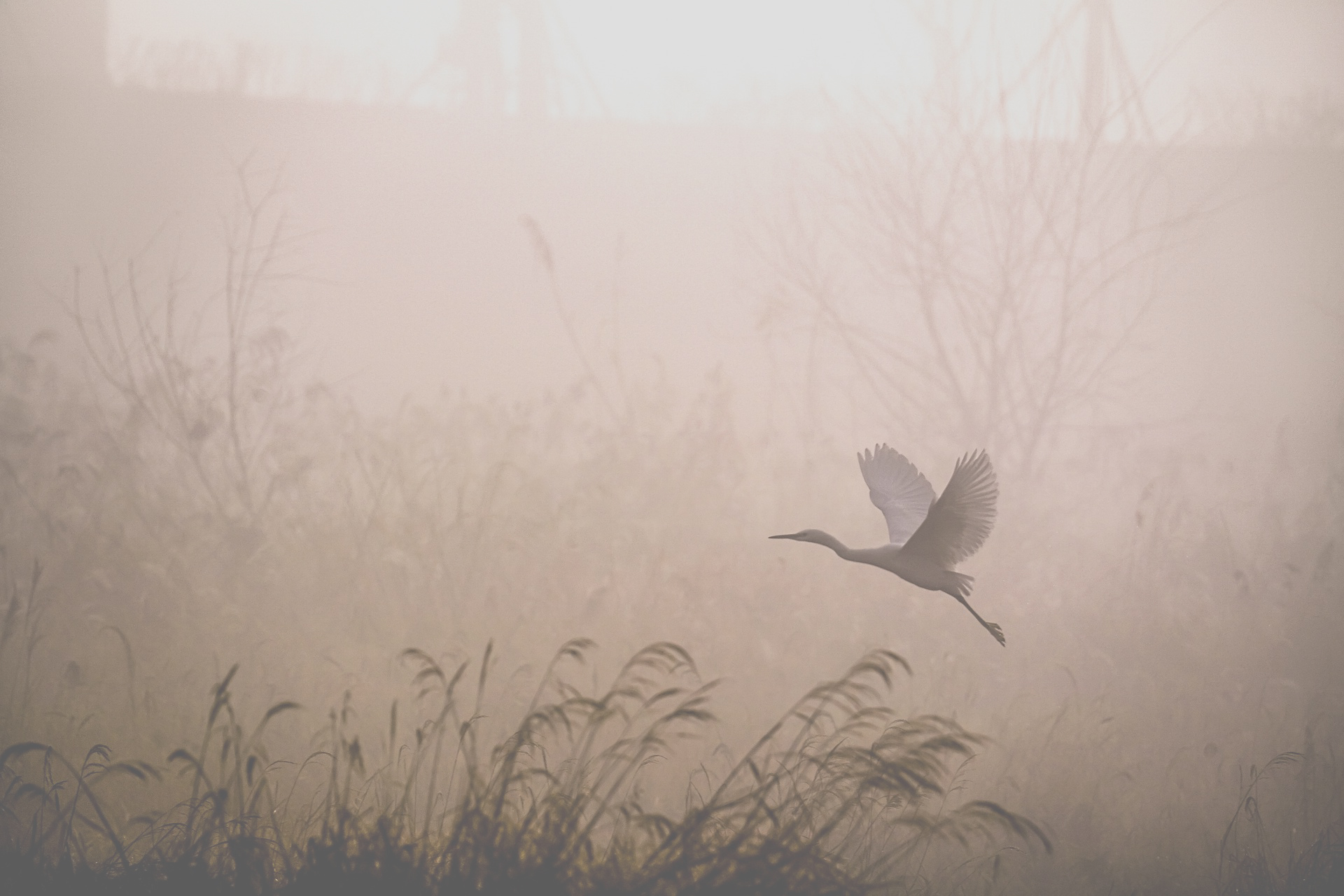 Image by dae jeung kim from Pixabay