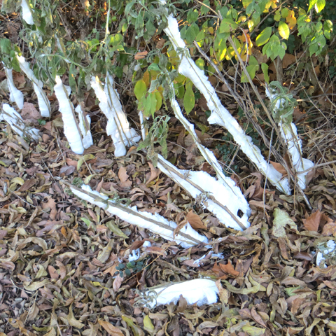 iceflowers