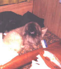 Photo of Yonnie.