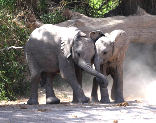 Stumpy's herd. Photo courtesy of the author.