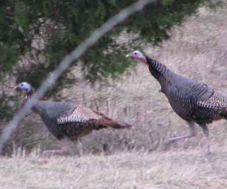 Photo of running turkeys. (c) 2012 Richard Loller
