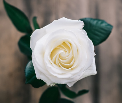 Photo by <a href="https://unsplash.com/@anniespratt?utm_source=unsplash&utm_medium=referral&utm_content=creditCopyText">Annie Spratt</a> on <a href="https://unsplash.com/photos/white-rose-enclosed-photograph-pDGNBK9A0sk?utm_source=unsplash&utm_medium=referral&utm_content=creditCopyText">Unsplash</a>