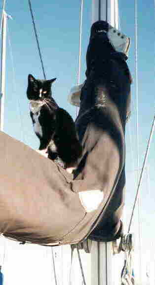 Photo of Pinto on the mast.