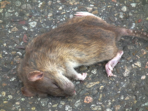 Photo courtesy of Wikimedia Commons.