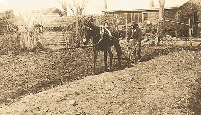 Plowing with a mule. Photo courtesy of Wikimedia Commons.