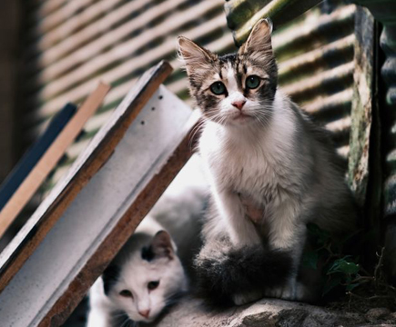 Photo by Bayram Yal�ın at Pexels.